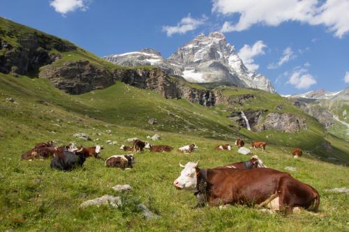 Pascoli a Cervinia