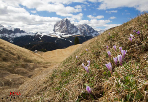 Primavera in Val Gardena