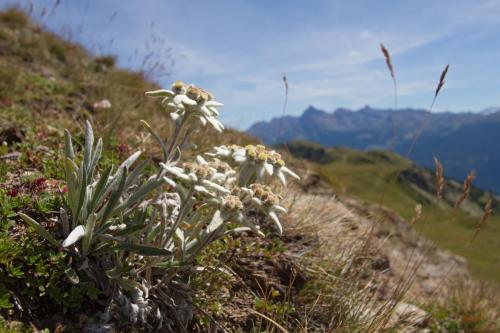 Stelle alpine