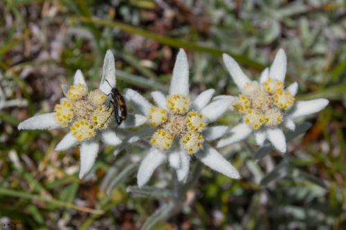 Stelle alpine