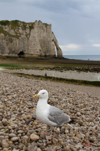 Etretat