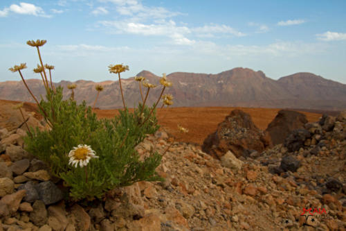 Isole Canarie