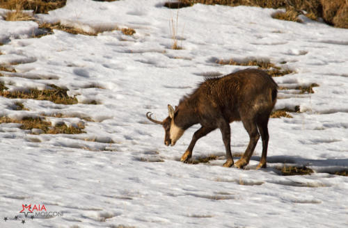 Animali nella neve