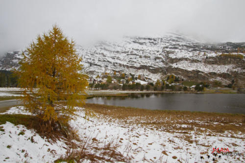 Il mio albero della vita